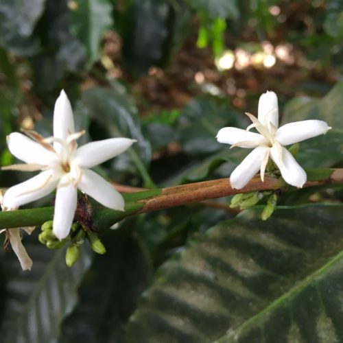 Coffee Origin trip to Indonesia