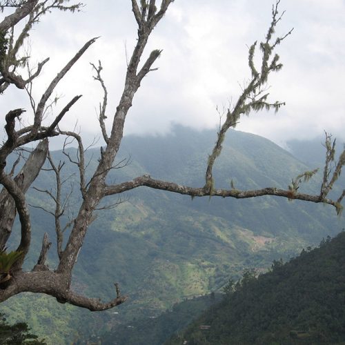 Coffee Origin trip to Jamaica